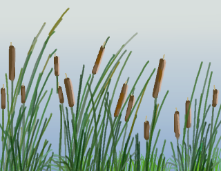 "Untitled (Cattails)", by Ket Visit the Landscapes section of the gallery.