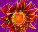 Next gallery image