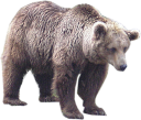 animals/mammals/bears/european-bear.png
