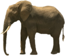 animals/mammals/elephant.png