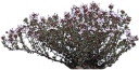 plants/thyme.png