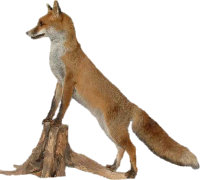 fox.png