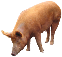 schwein